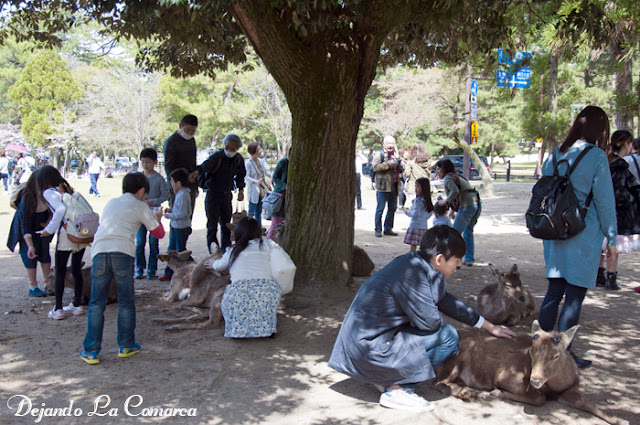 Día 10 - Nara - Osaka - Japón primavera 2016 - 18 días (con bajo presupuesto) (6)