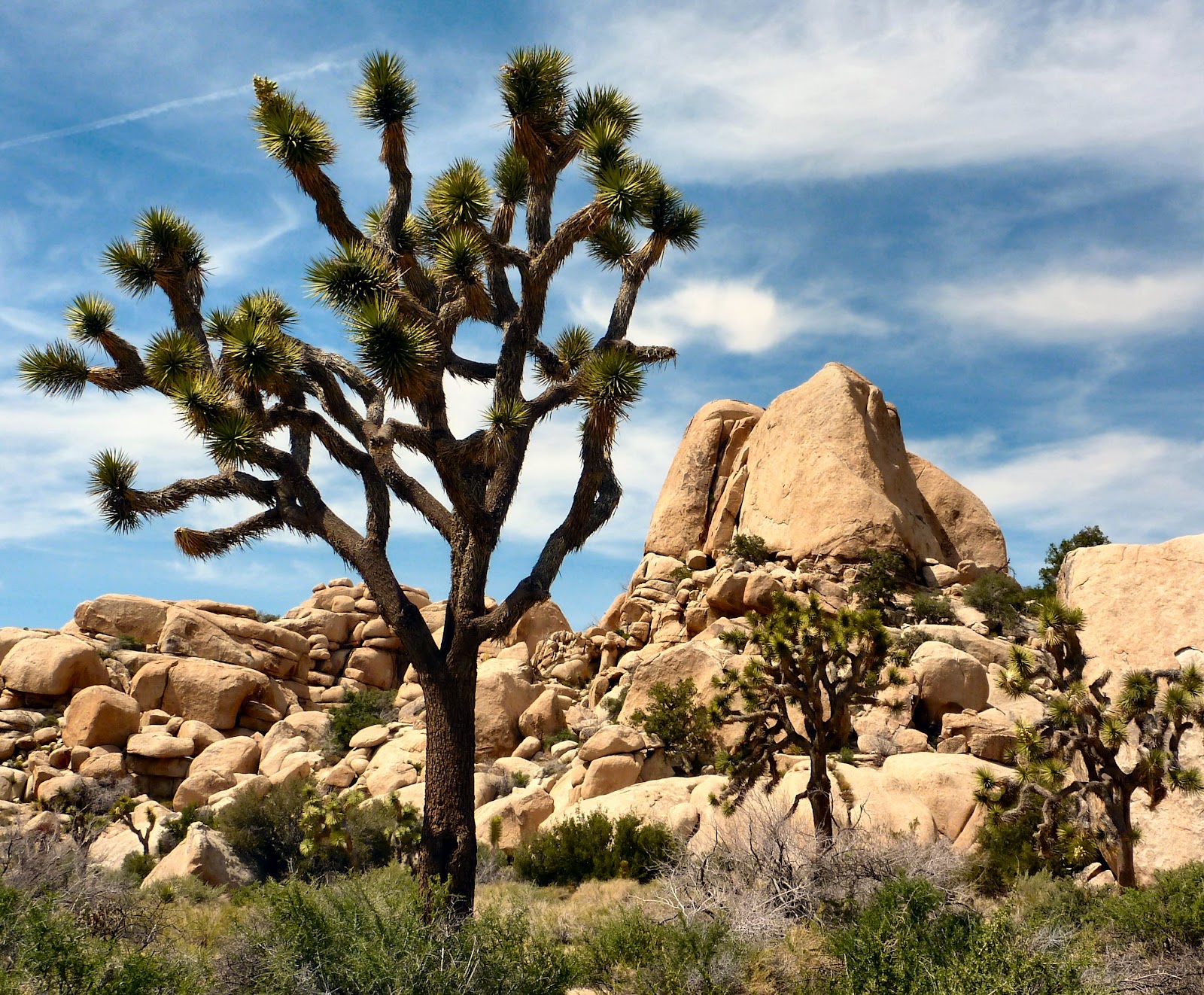 How Was Your Trip Joshua Tree Np