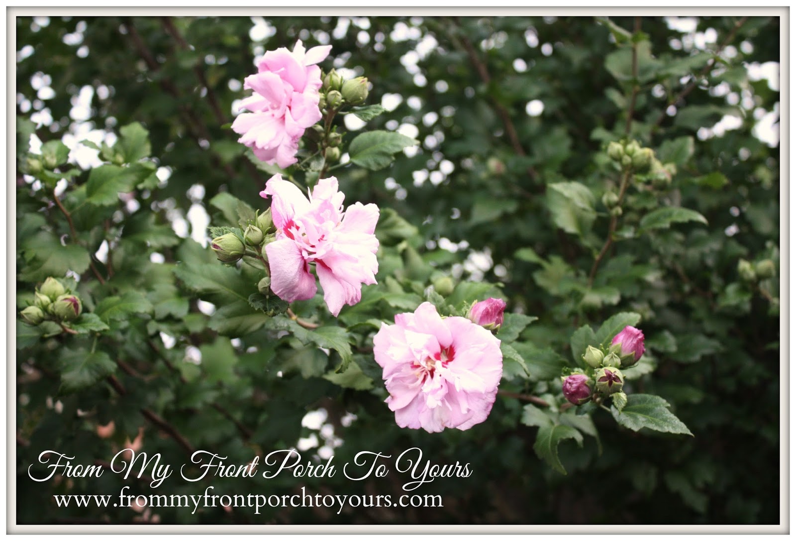 From My Front Porch To Yours My Mother's Garden