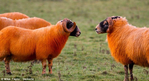 Cara Unik Gembala Di Skotlandia Atasi Pencurian Domba [ www.BlogApaAja.com ]