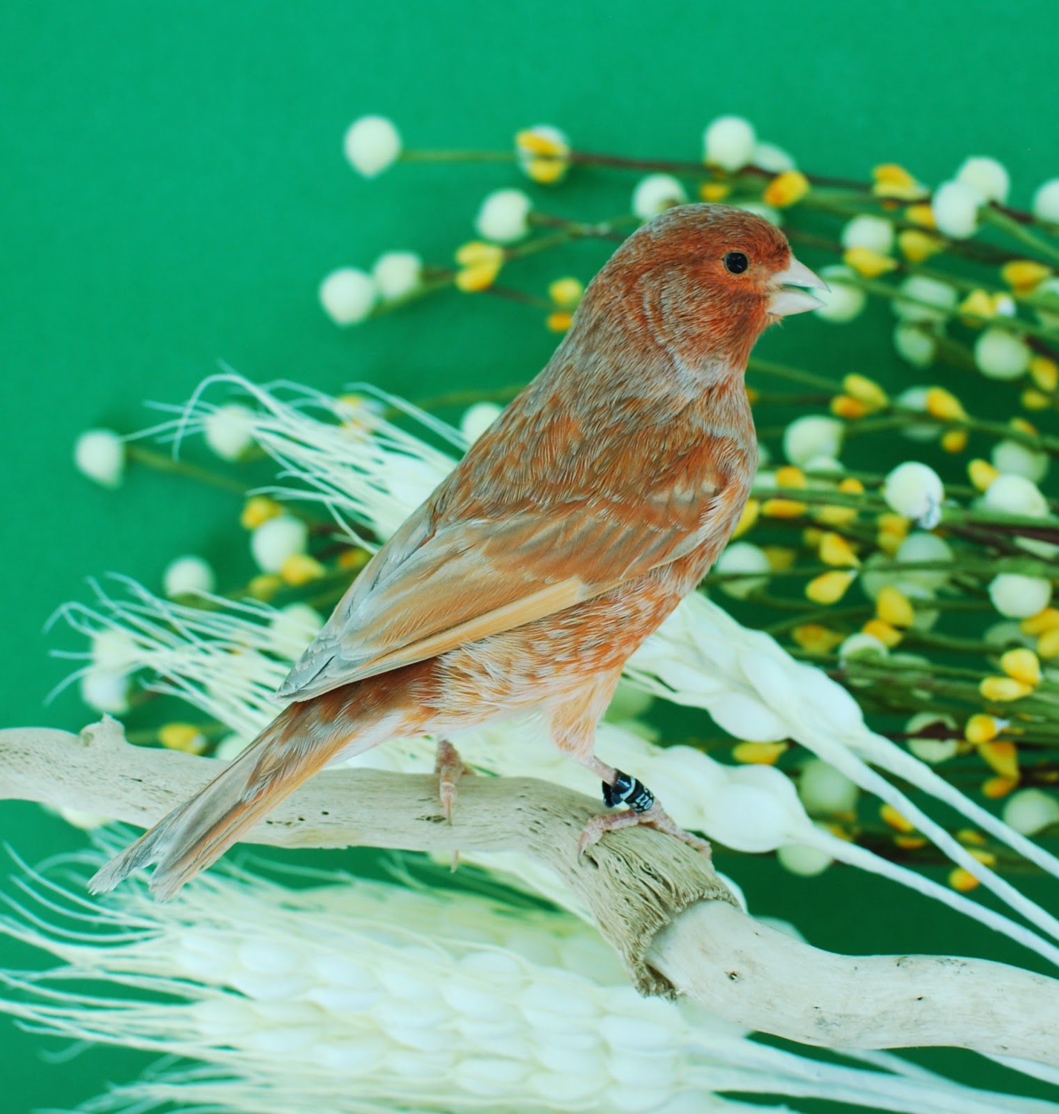 AVIARIO DE CANARIOS DE COLOR: AGATA ROJO NEVADO JASPE SIMPLE DILUCION