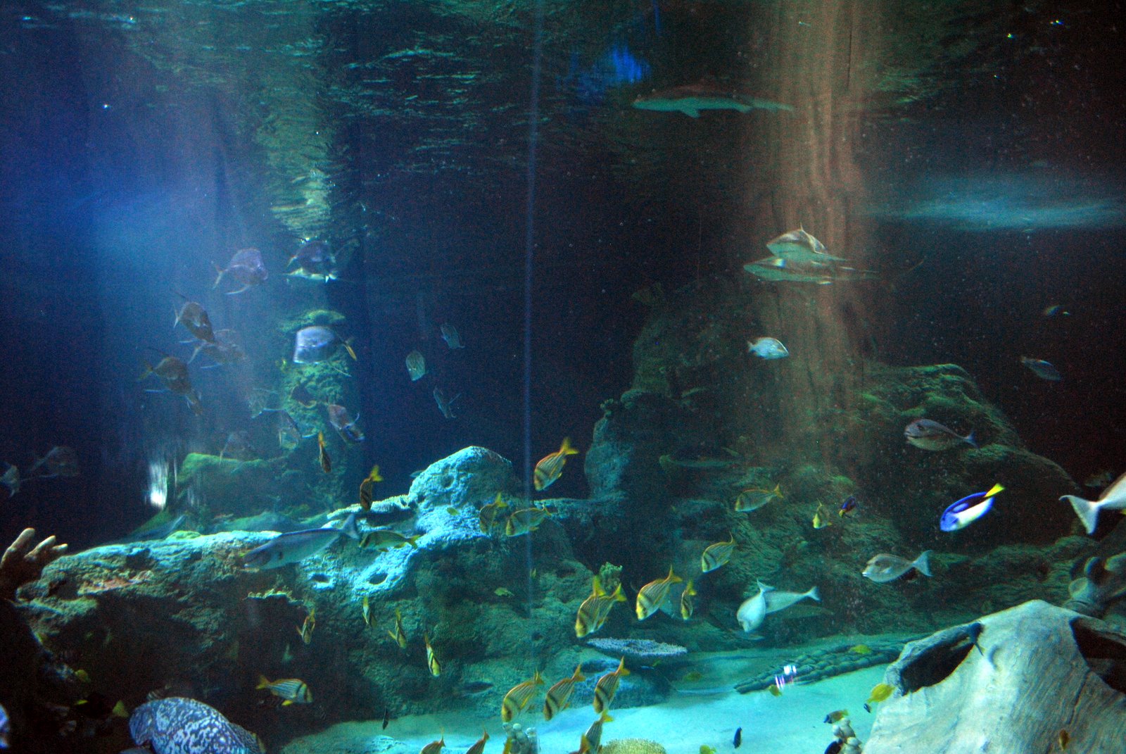 the rogers family life as 3 Sea Life Aquarium