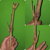 Mustika Bambu Kumbang