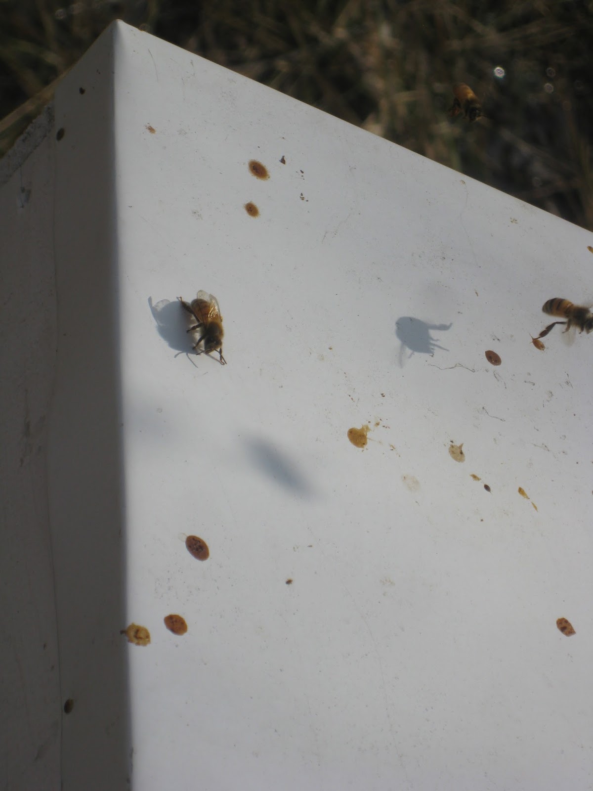 Heather's Honeybees February 2016