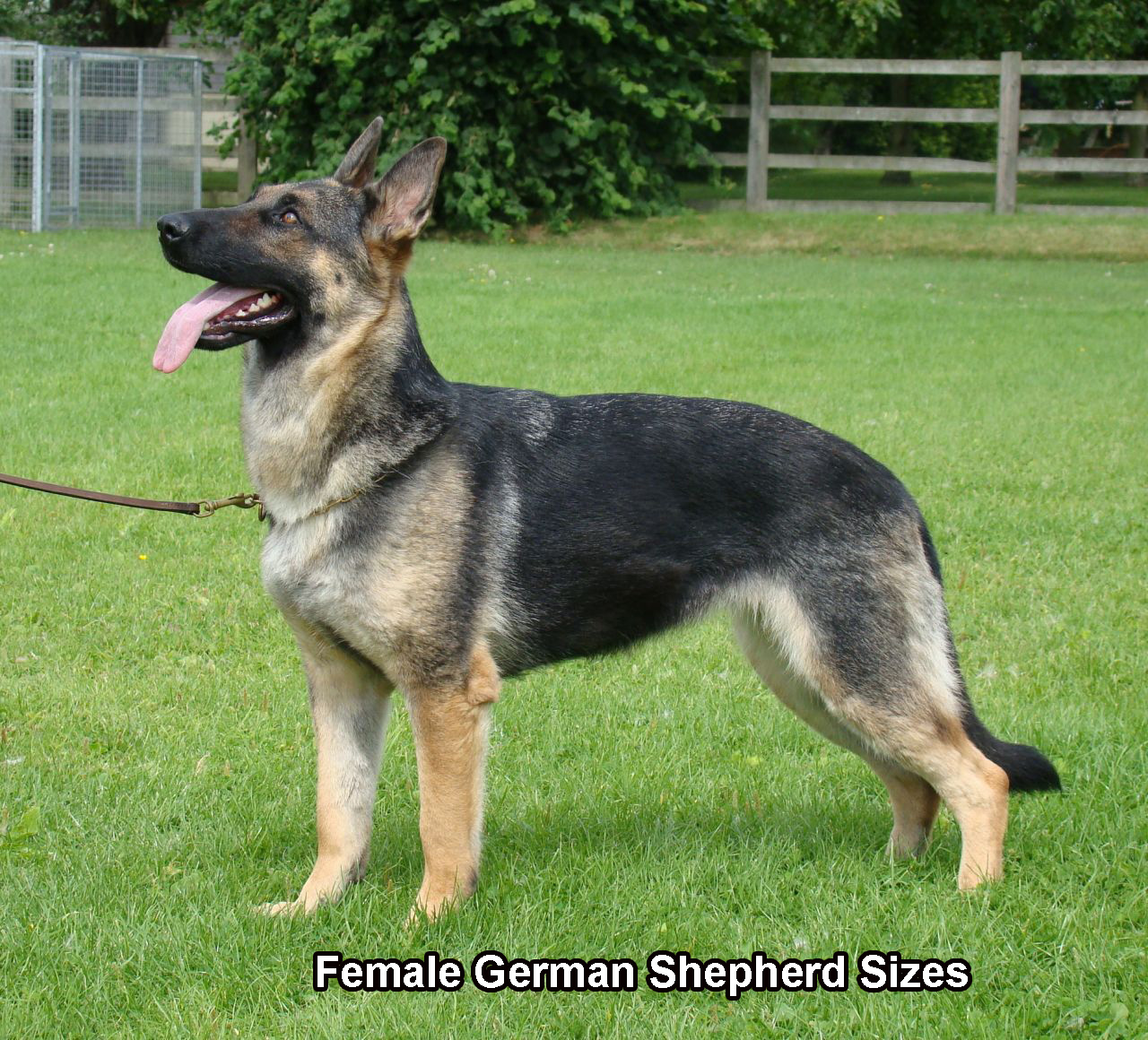 a s purpose german shepherd german shepherds german shepherd facts a s purpose german shepherd german shepherds german shepherd facts