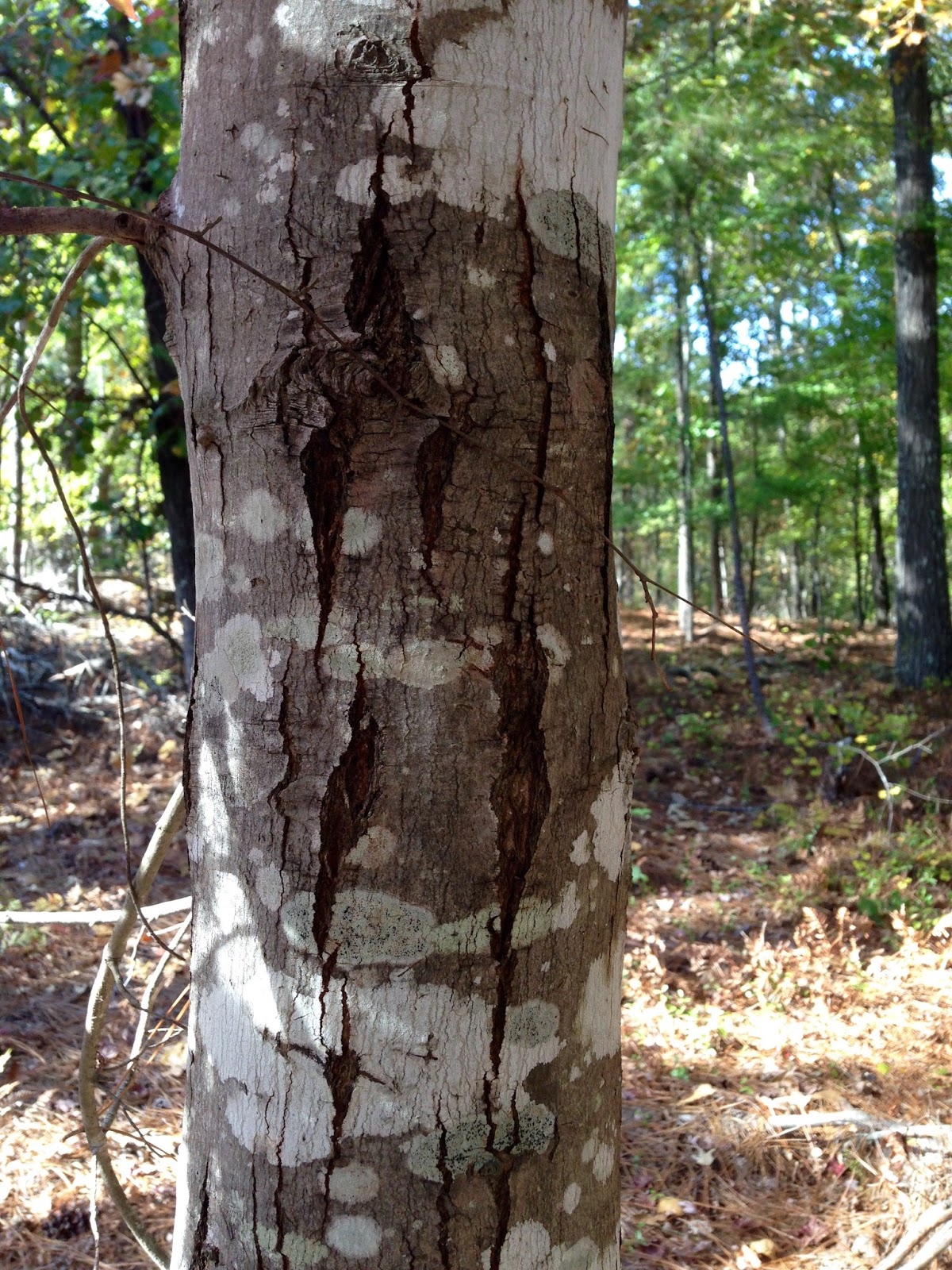 Forest Health Bark Splitting