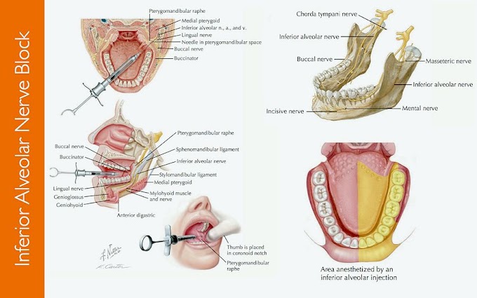 mandibula Diagram