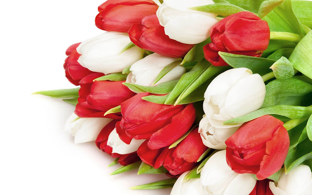Foto met rode en witte tulpen