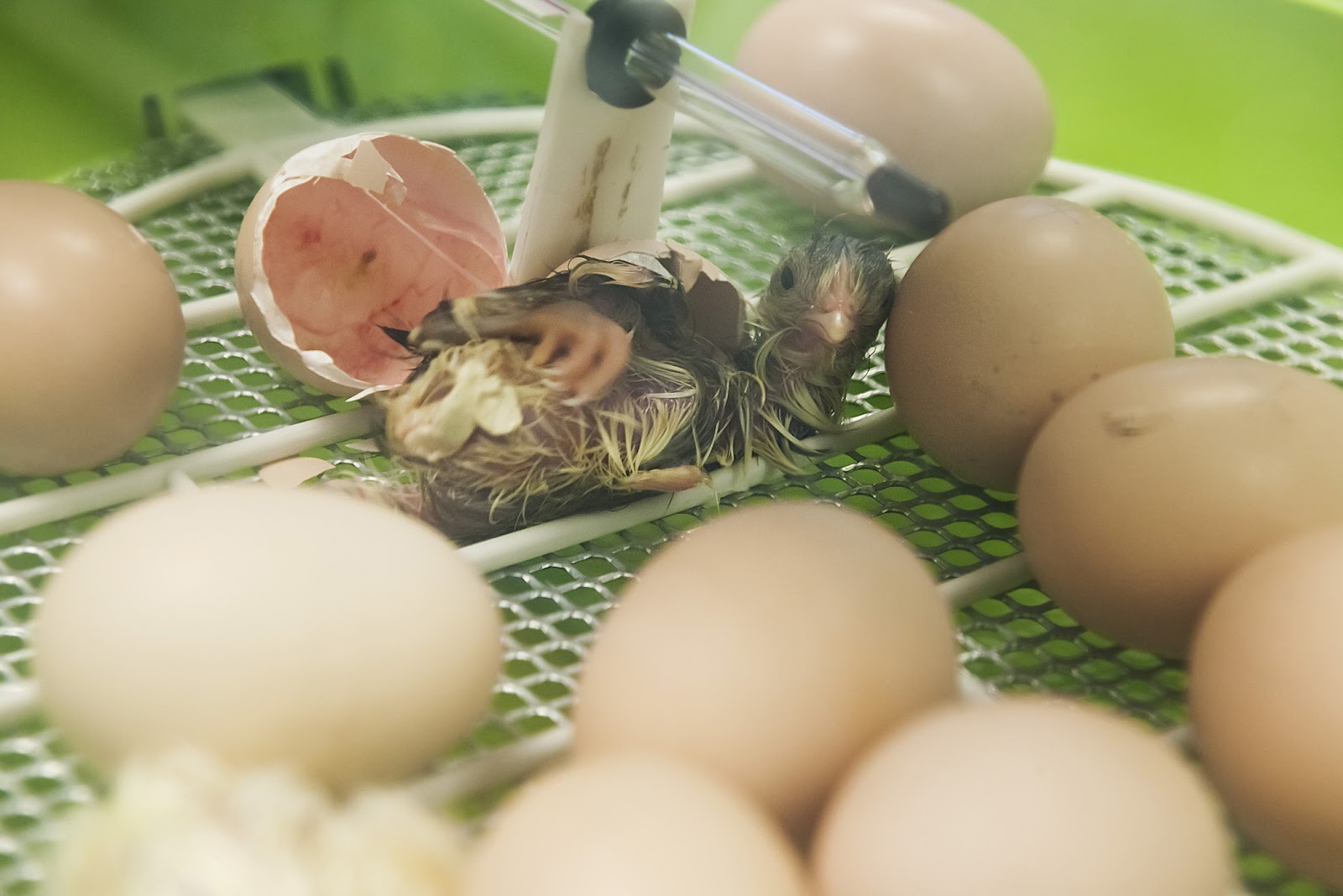 Premier Farm Diary Freshly Hatched Chicks!