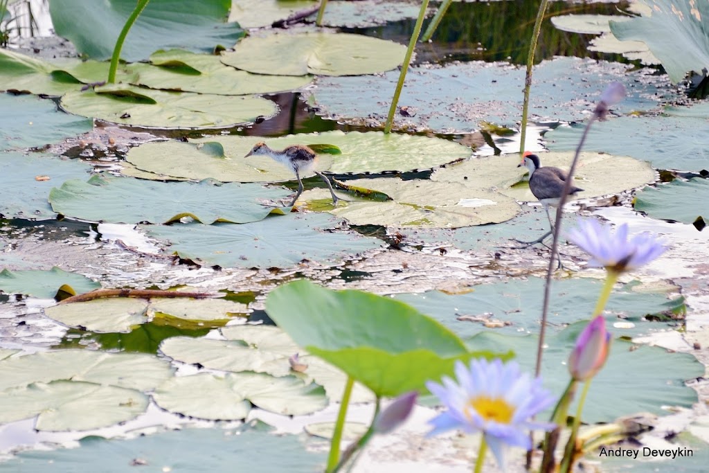 Австралийская якана (Jacana)