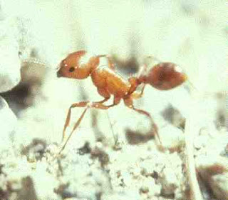 dangerous ant, dangerous ants, deadliest ants in the world, fire ants, most dangerous ant, most dangerous ant in the world, most dangerous ants, most dangerous ants in the world, red harvester