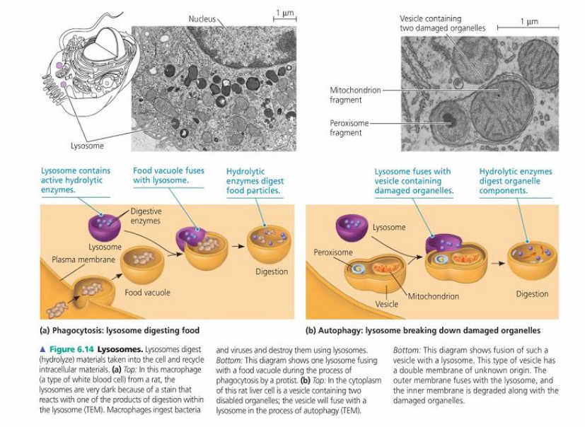Struktur dan Fungsi Sel Prokariotik dan Eukariotik | Biology Ink