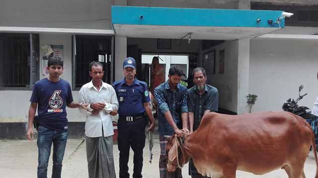 Sapahar cattle thief detained one of the members! সাপাহারে গরু চোরের অন্যতম সদস্য আটক! একটি গরু উদ্ধার