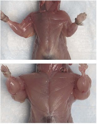 ratinho1.jpg