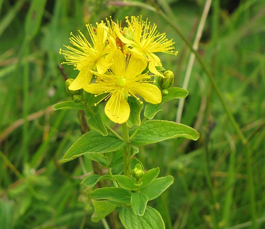 Dziurawiec czteroboczny (Hypericum maculatum Crantz). Dziurawiec czteroboczny (Hypericum maculatum Crantz).
