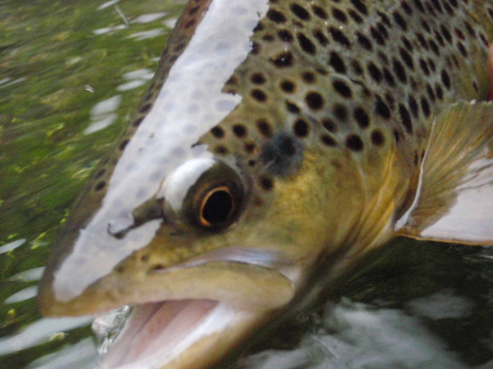 Southern Utah Fly Fishing ,Quiet Fly Fisher Guide Service & Fly Shop