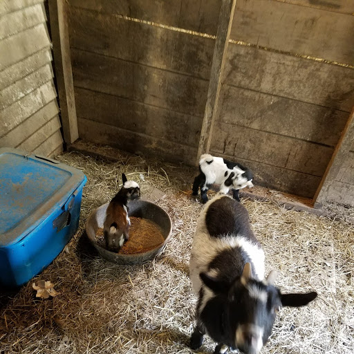 Becoming Self Sufficient Not Horsing Around Goats Becoming Self Sufficient Not Horsing Around Goats