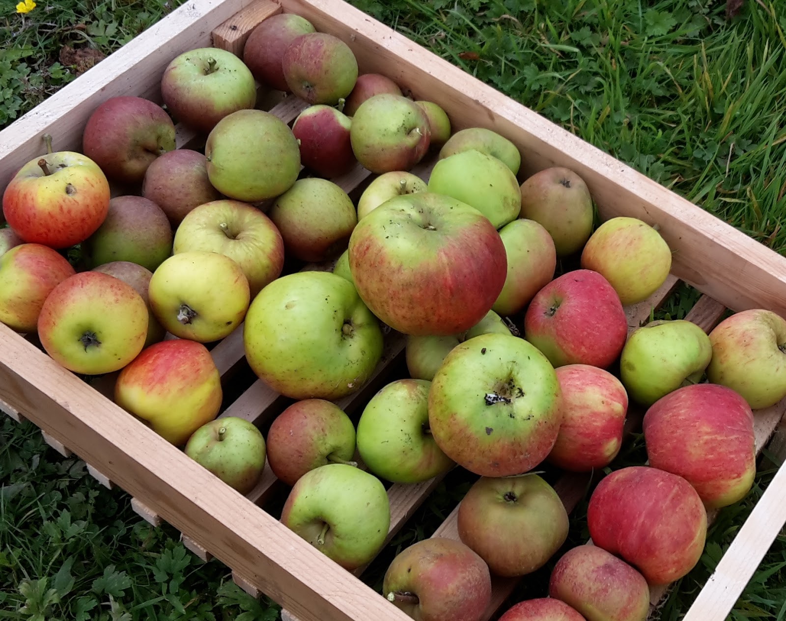 An English Homestead Apple Trees For Sale