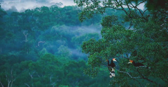5-Mitos-hutan-di-kalimantan-yang-belum-pernah-terpecahkan_382.jpg yang-belum-pernah-terpecahkan_382.jpg