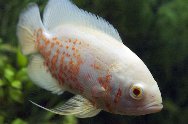 Klangenan Astronotus Ocellatus Oscar Fish