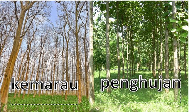 Tujuan Pohon Jati Menggugurkan Daunnya Ketika Musim Kemarau Materi Untuk Belajar