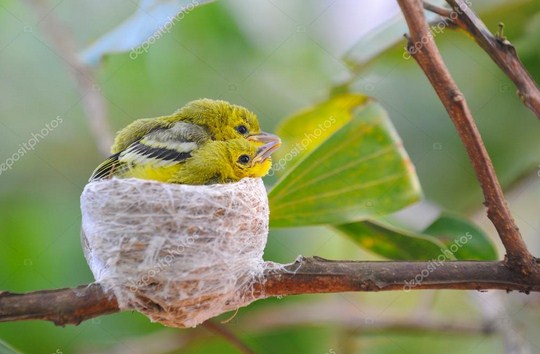Mengetahui Tempat Sarang Burung Cipoh Sirtu Di Alam Liar Paling