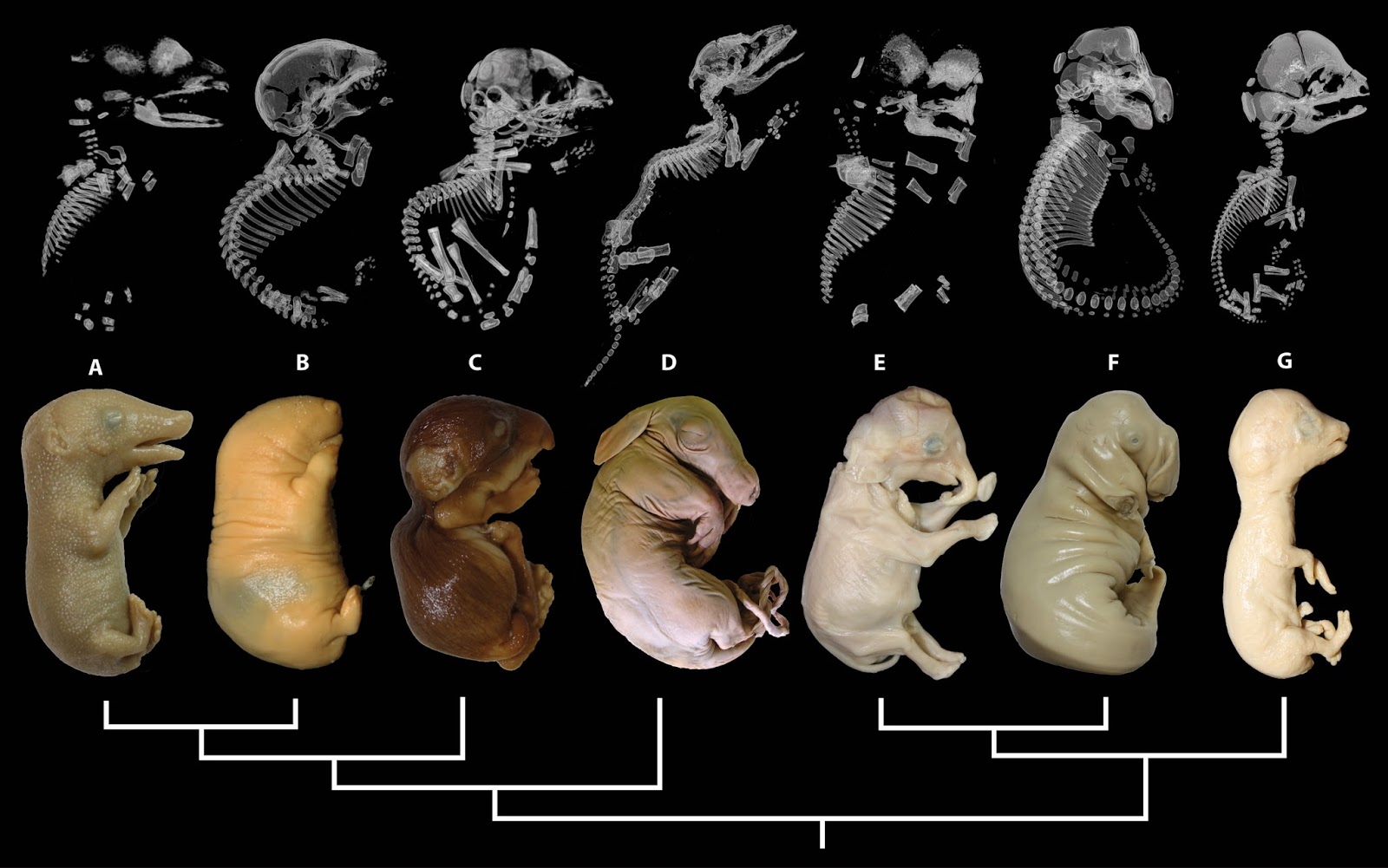 Elephant Embryo Development