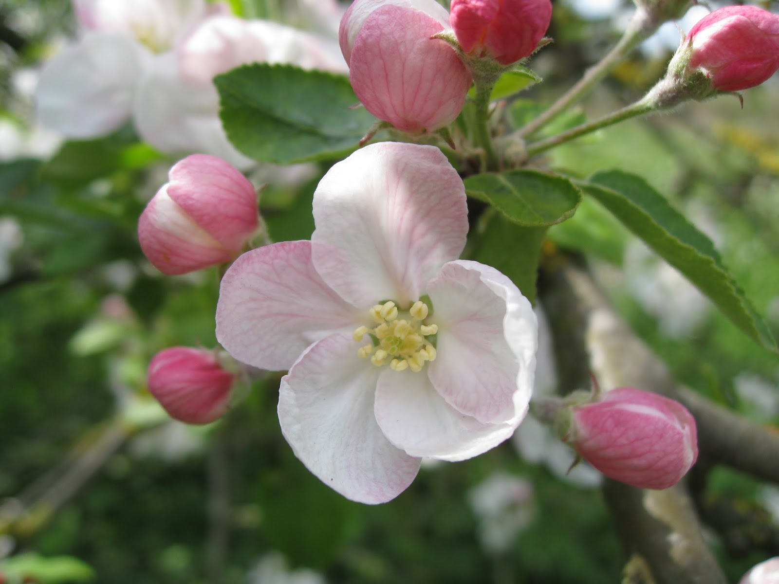 The Orchard Tea Room & Farm Shop Easter Apple Blossom at The Orchard