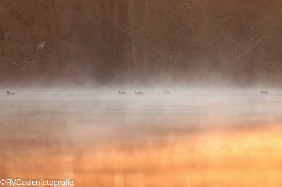 Vogel- en Natuurfotografie door Remco van Daalen: Ochtendstond heeft ...