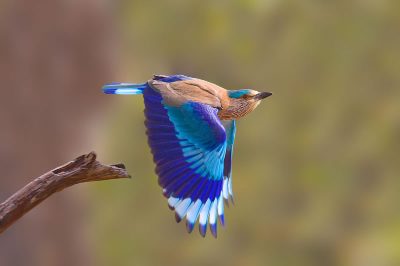 Imaje2012: Birds I saw in Dubai