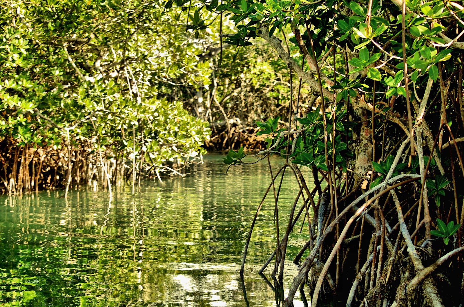 Bahama Bob's Rumstyles: Mangroves: The Ecosystem