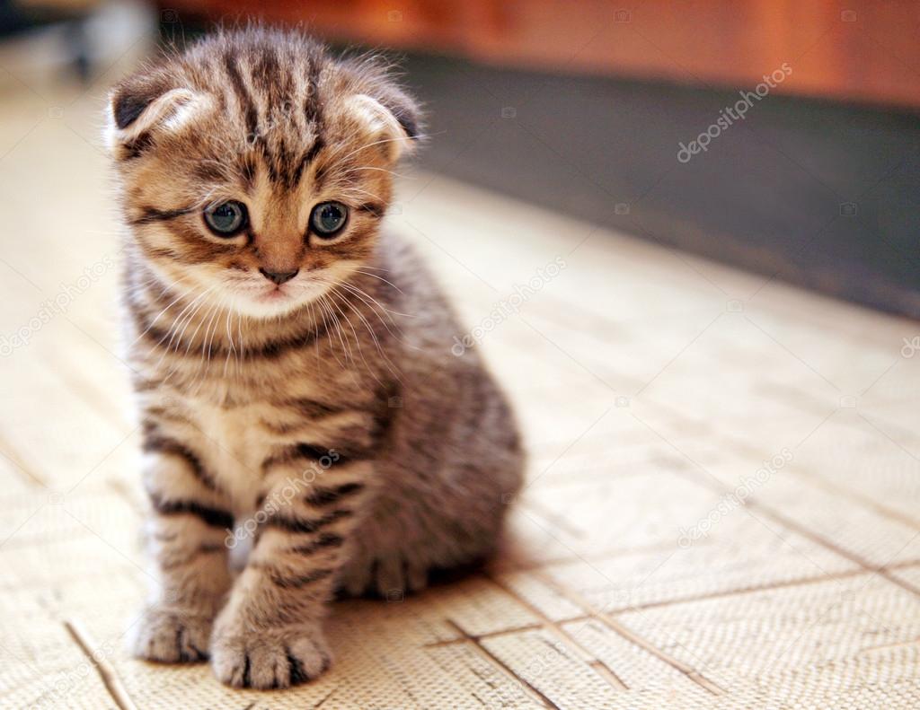 śladami Kota Kot Szkocki Zwisłouchy Scottish Fold