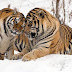  النمور البرية ستعود إلى كازاخستان بعد 70 عاما من الغياب