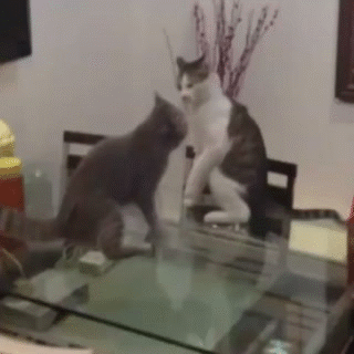 Funny cats - part 219, cute cat gif, best cat gif, cat gif gallery