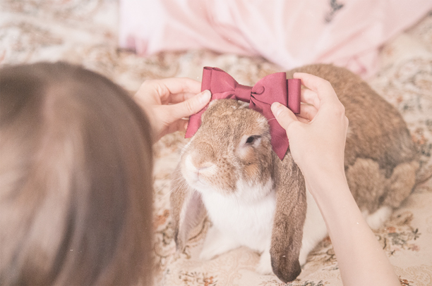 a girl tries on a bow tie on her rabbit