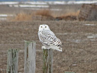 Snowy Owl - 4th Line, Wolfe Island, ON Snowy Owl - 4th Line, Wolfe Island, ON