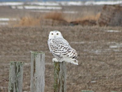 Snowy Owl - 4th Line, Wolfe Island, ON 