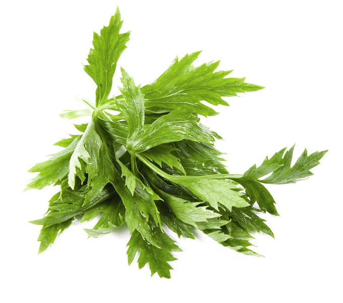 Health Benefits Of Celery Leaf Healthy Logica
