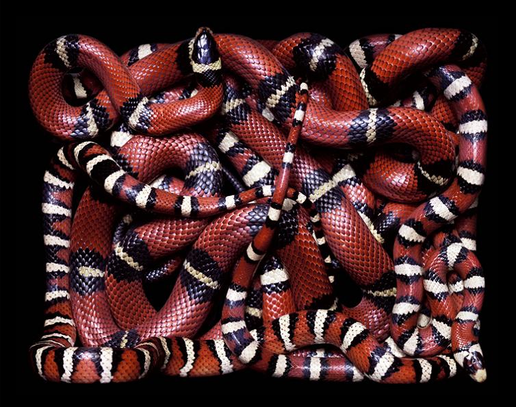 Sequent Snake Secret Lexicon: SERPENS