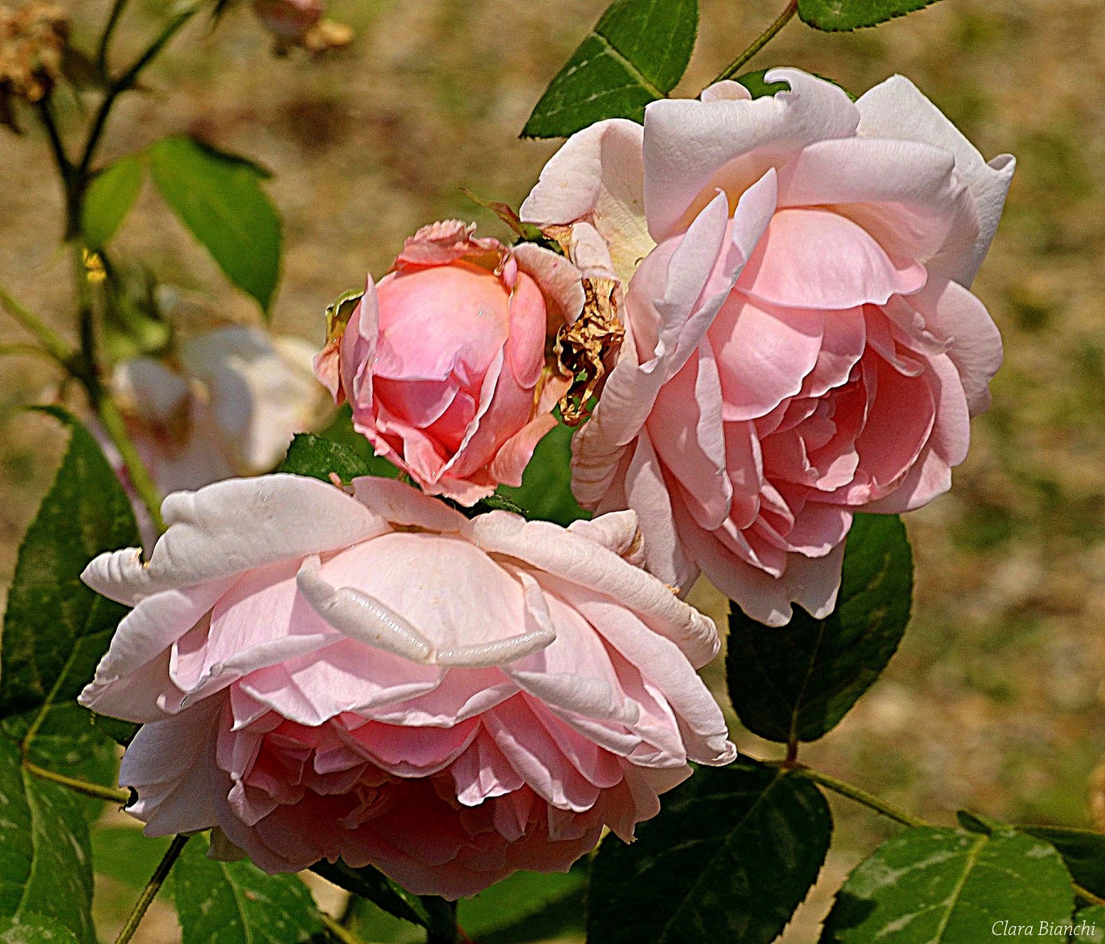 L Amore E Un Giardino Se Non Senti Il Profumo