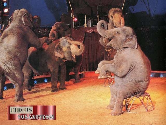 elephants dans la piste du Cirque Knie 