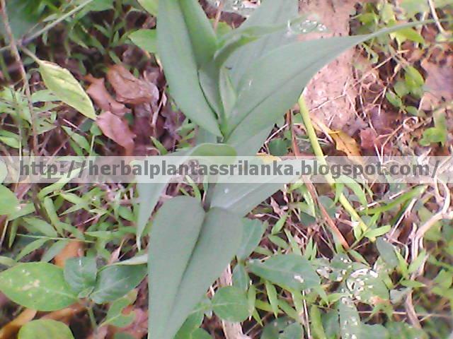 name-of-the-plant-in-sinhalese-the-language-of-sri-lanka