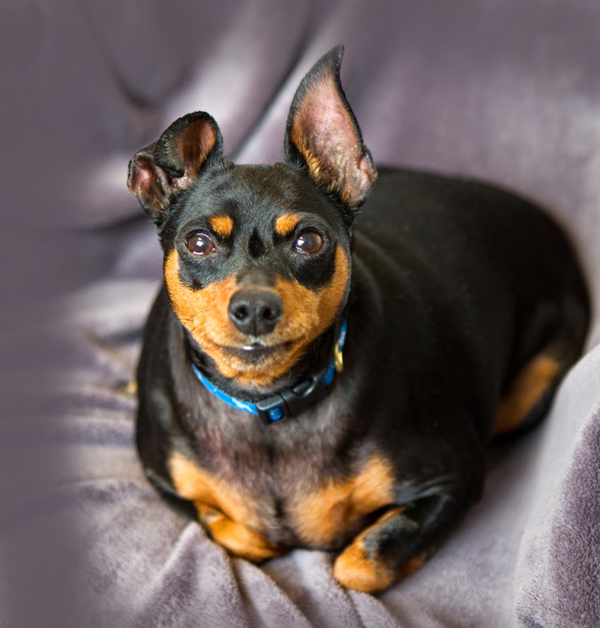 Shelter Dogs Of Portland Gwendolyn Chubby Lovable Min Pin