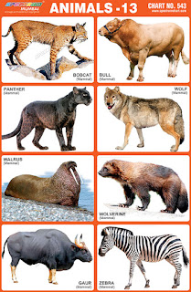 Chart contains images of Animals