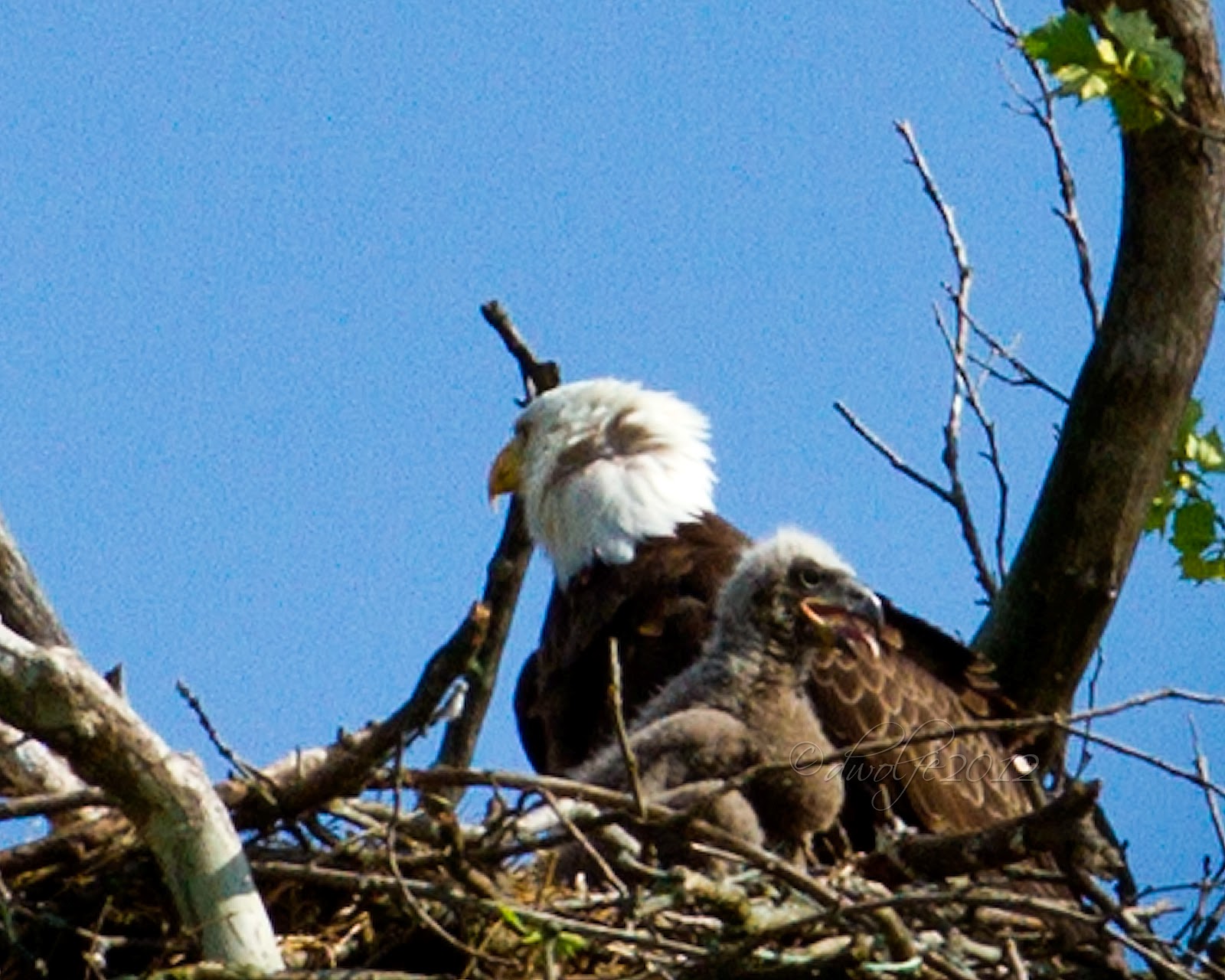 365 Days of WillowPics Baby Eagle