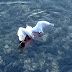 Octopus captures and drowns a Seagull in a rare footage