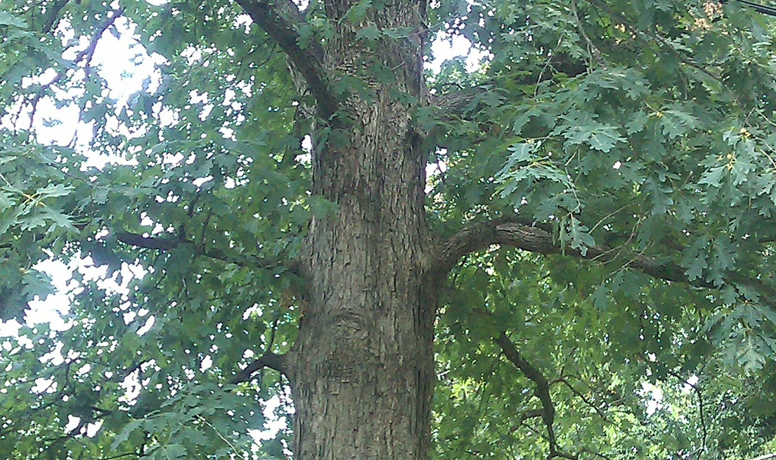 The HappiTraveler The Tree That Owns Itself Athens, GA