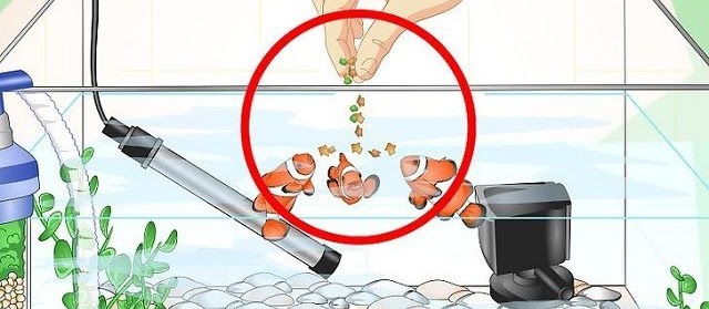 Bagian – Bagian Akuarium yang Penting dan Harus Dilengkapi