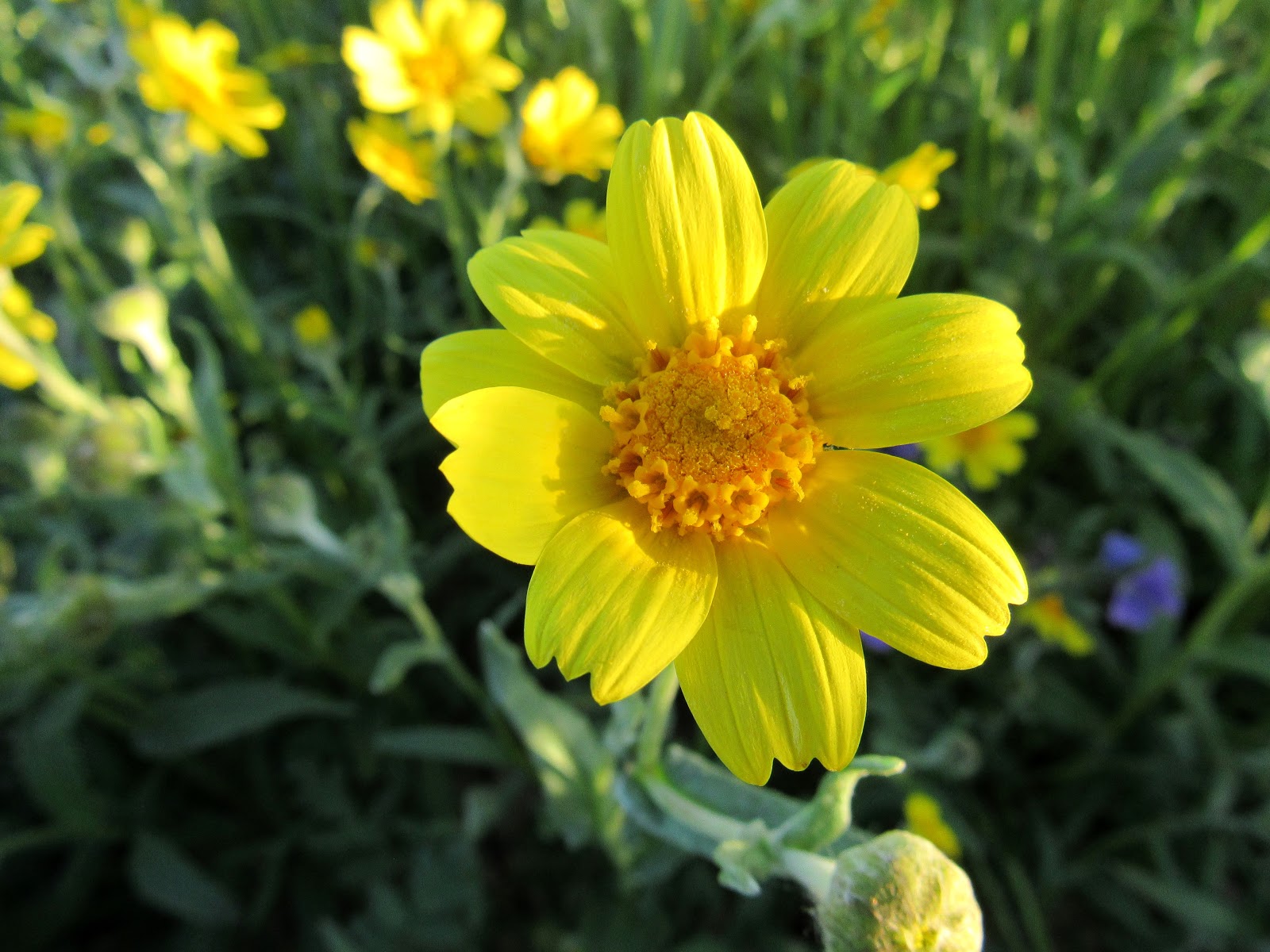 Wildflowers Abound At Carrizo Plain
