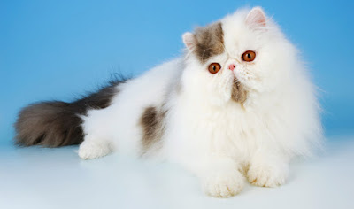 Persian Exotic Long Hair Cat